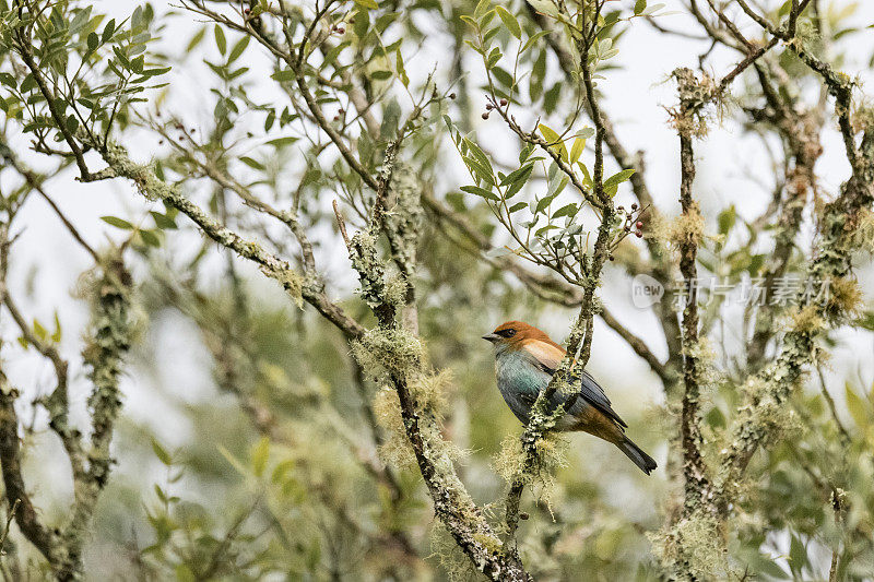 栗色背唐纳雀(Tangara preciosa)